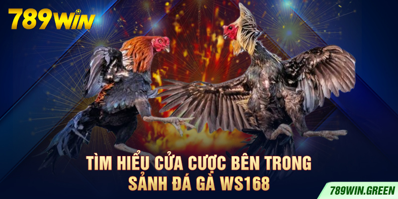 Tìm hiểu cửa cược bên trong sảnh đá gà WS168