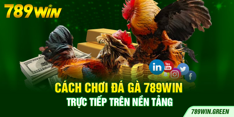 Cách chơi đá gà 789win trực tiếp trên nền tảng