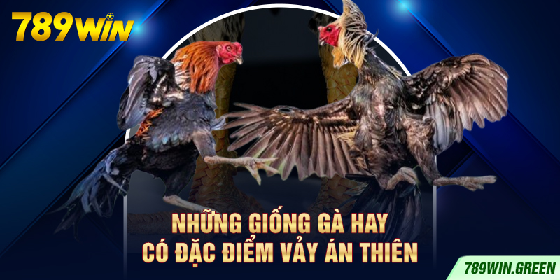 Những giống gà hay có đặc điểm vảy Án Thiên